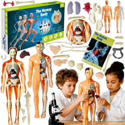 CIAŁO CZŁOWIEKA SKŁADANY MODEL 3D TUŁOWIA ZESTAW SZKIELET DLA SZKOŁY DZIECI