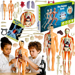 CIAŁO CZŁOWIEKA SKŁADANY MODEL 3D TUŁOWIA ZESTAW SZKIELET DLA SZKOŁY DZIECI