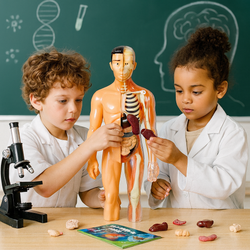 CIAŁO CZŁOWIEKA SKŁADANY MODEL 3D TUŁOWIA ZESTAW SZKIELET DLA SZKOŁY DZIECI